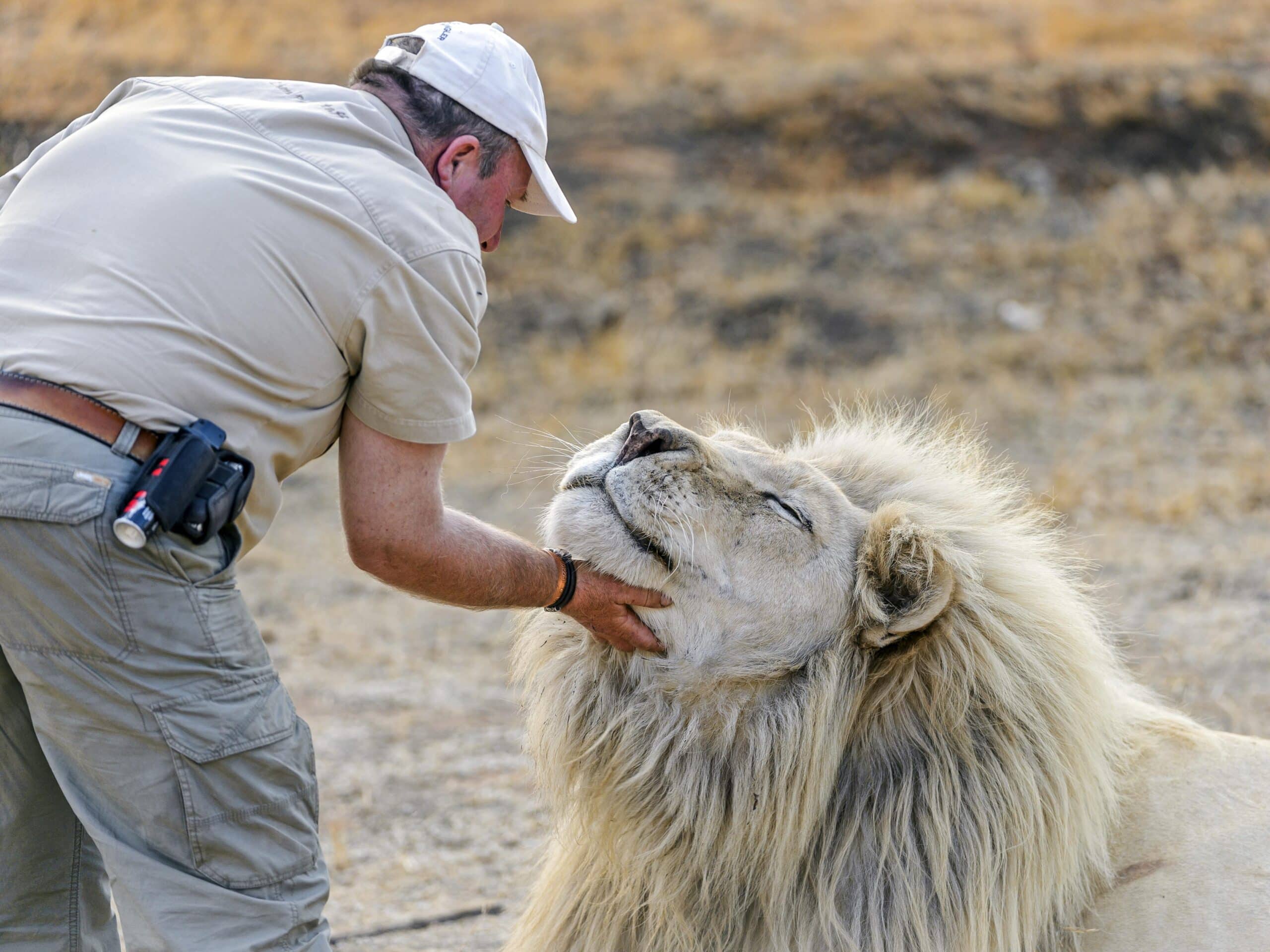 A game ranger pets a lion bred in captivity