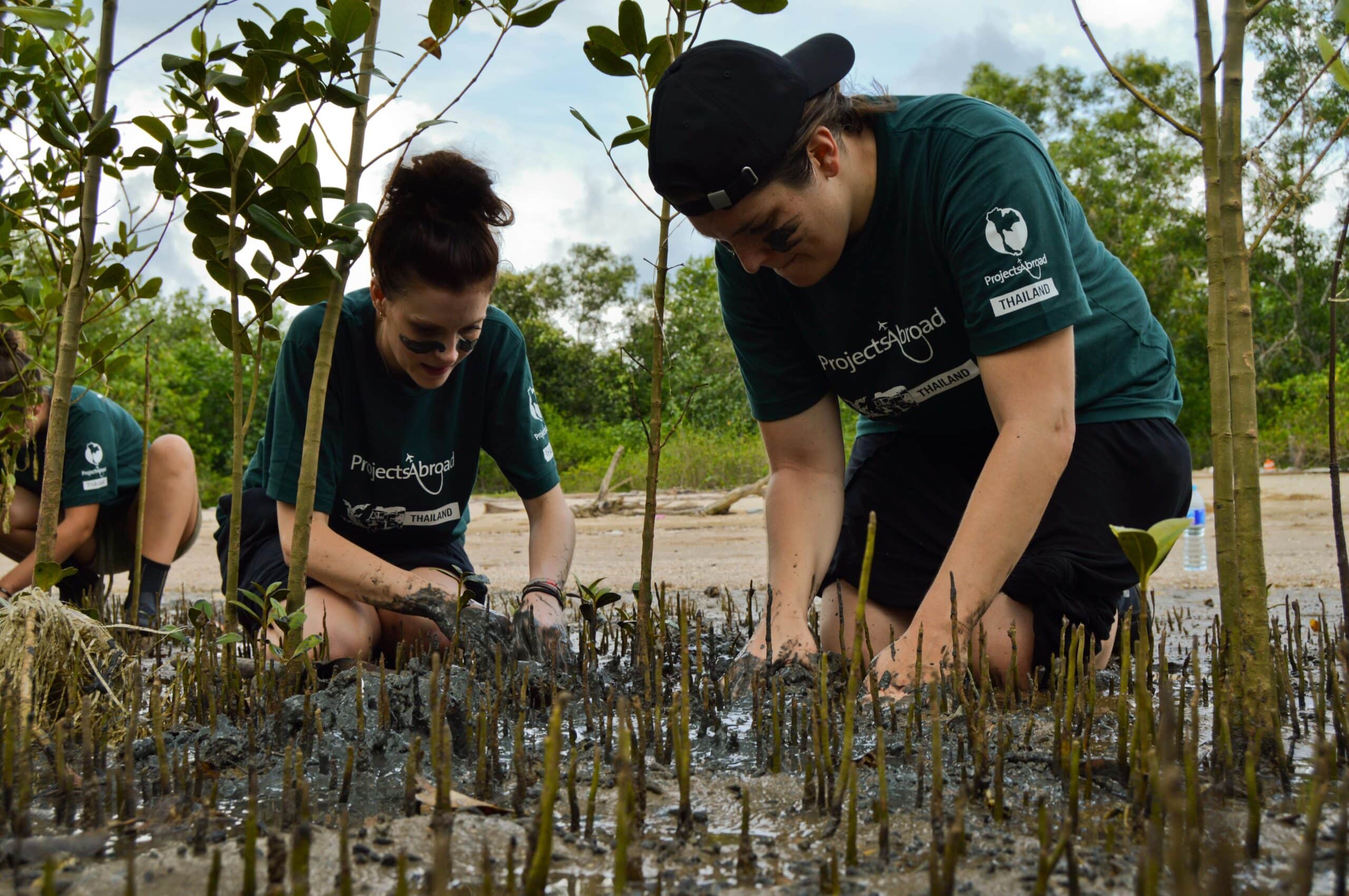 Conservation volunteers carefully dig up mangrove roots