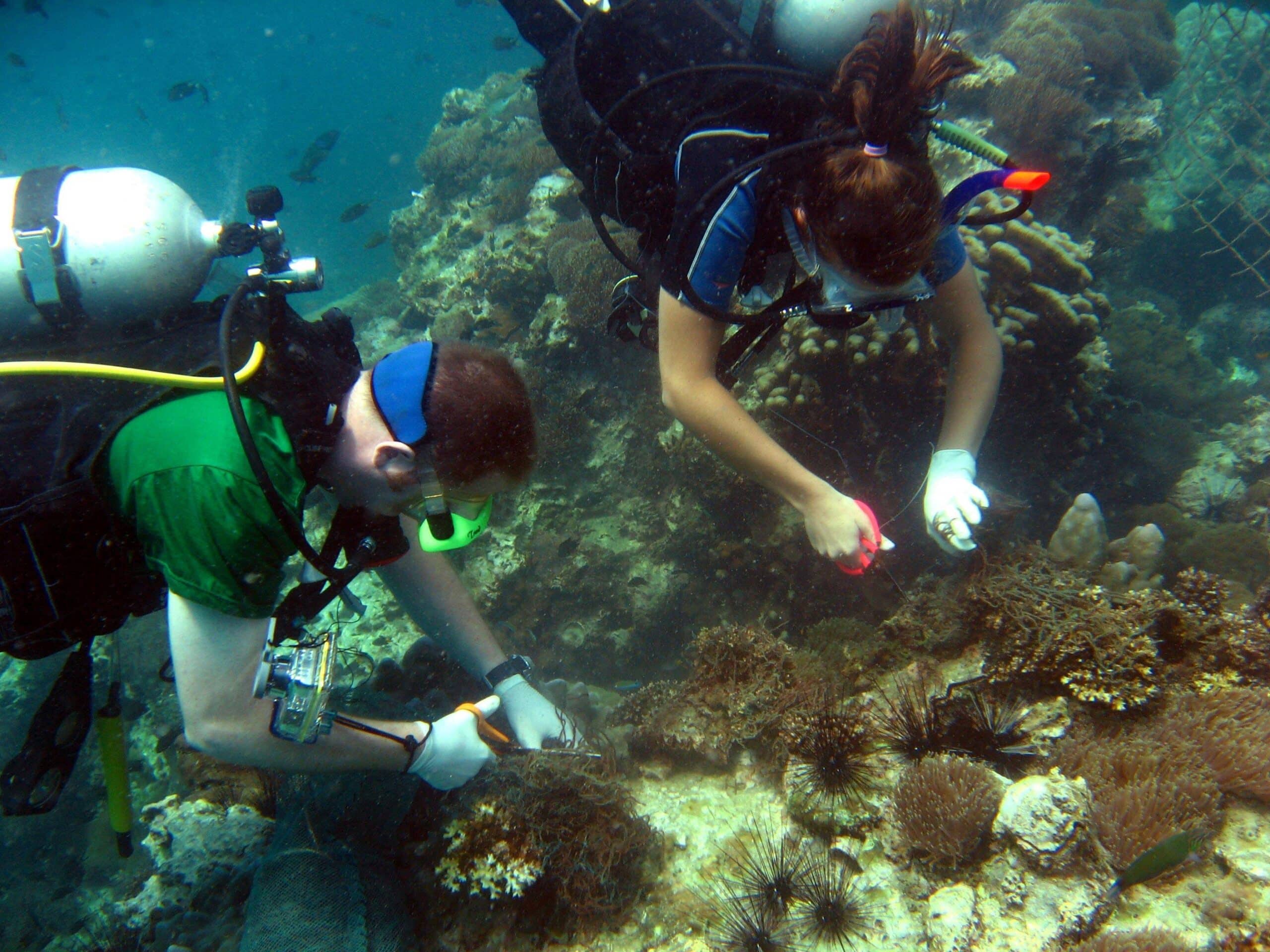 Projects Abroad volunteers clear fishing nets from the coral reefs during their Conservation Project in Thailand