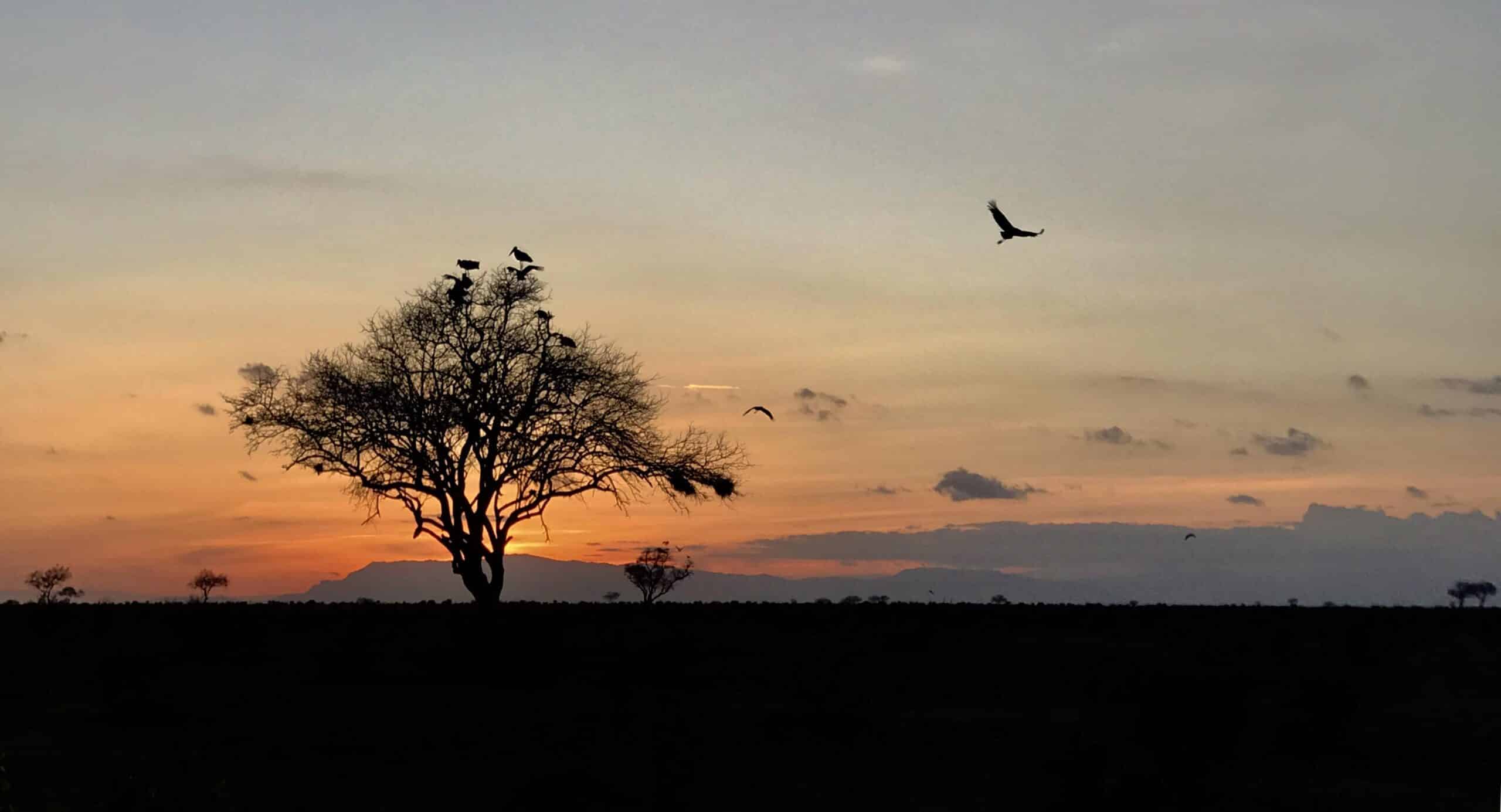 A sunset seen by a family volunteering in Kenya