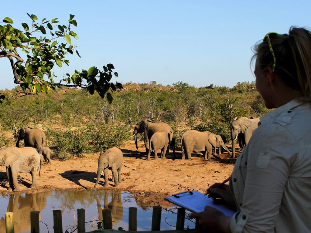 Elephant Survey Botswana
