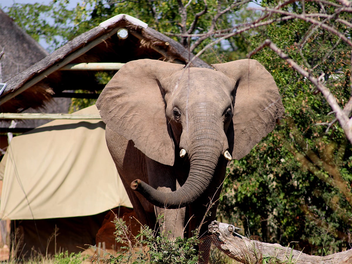 Elephant at Accommodation Botswana