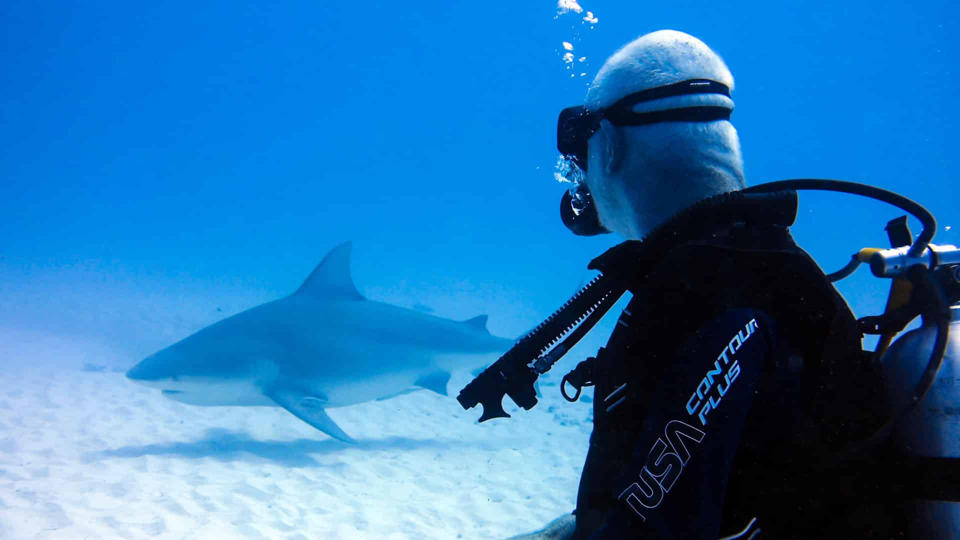 Fiji Shark Diving