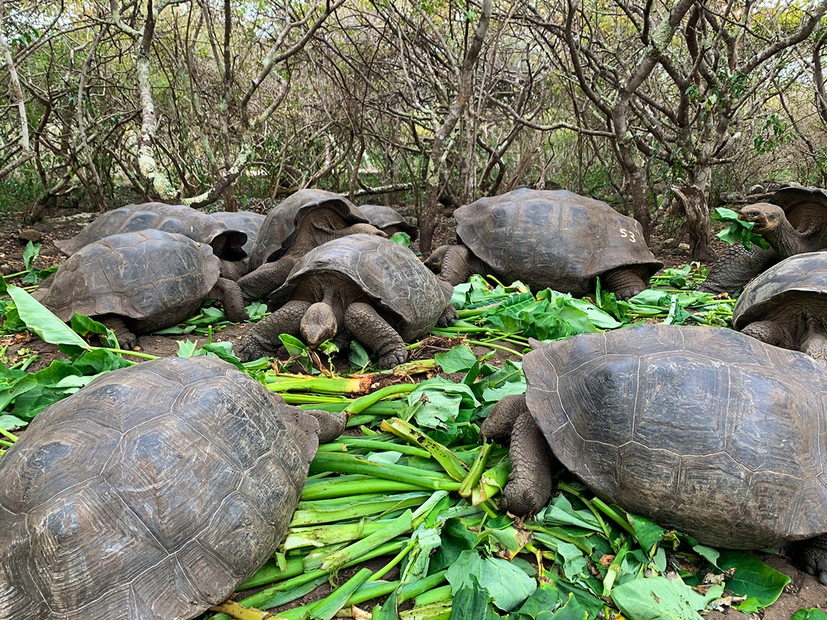 Galapagos Tortoises