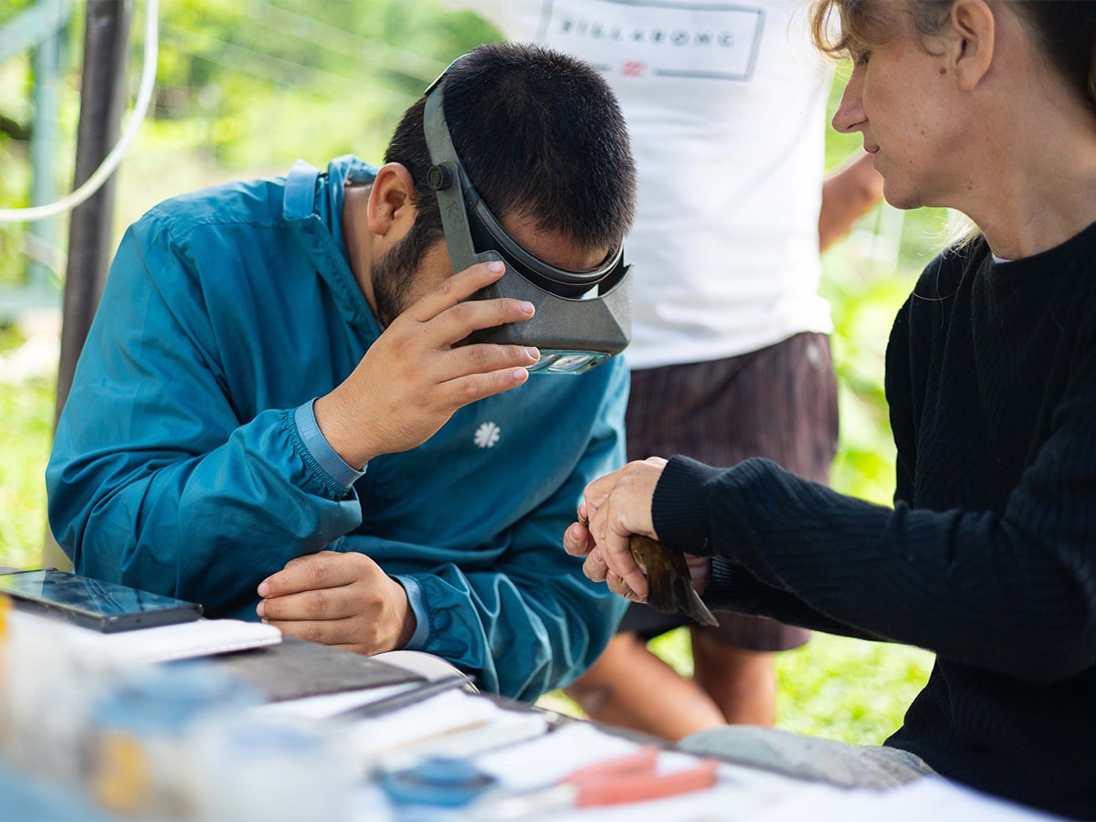 Monitoring Birds in peru