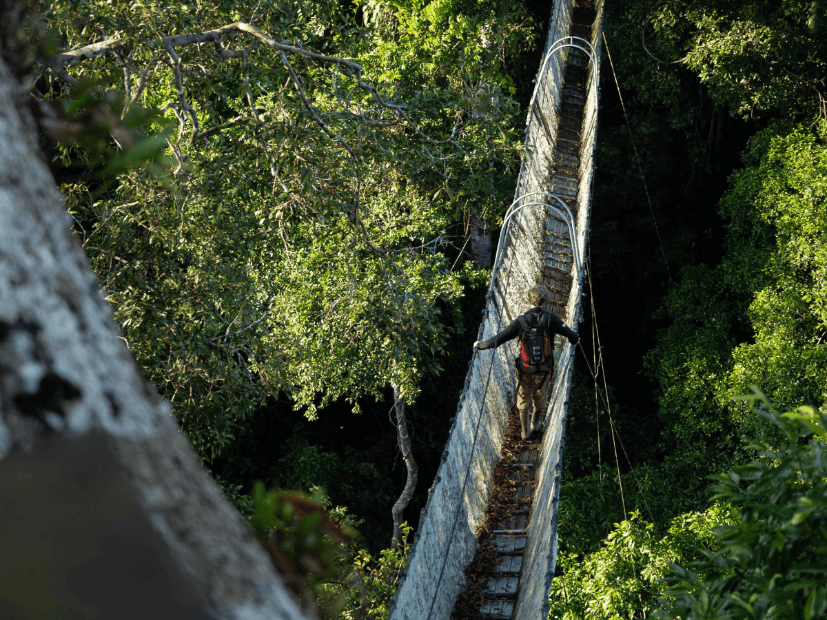 Picture of a volunteer on the canopy walkway in the rainforests of Peru