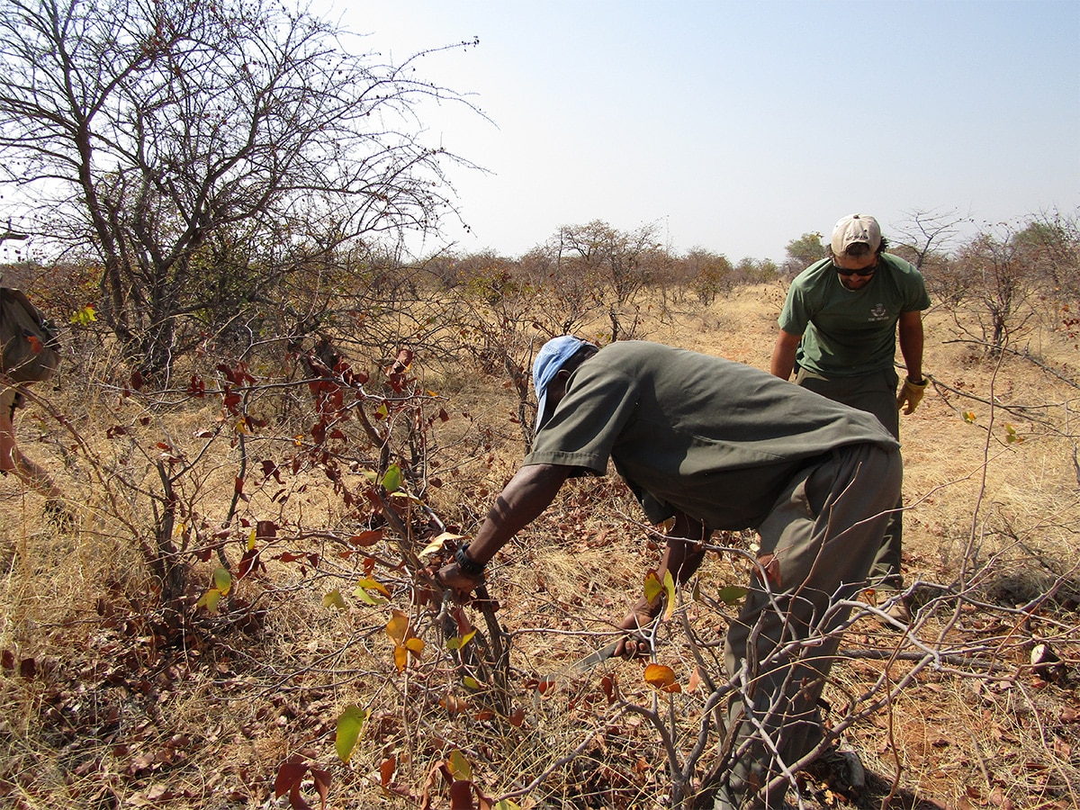 Removing Snares Botswana