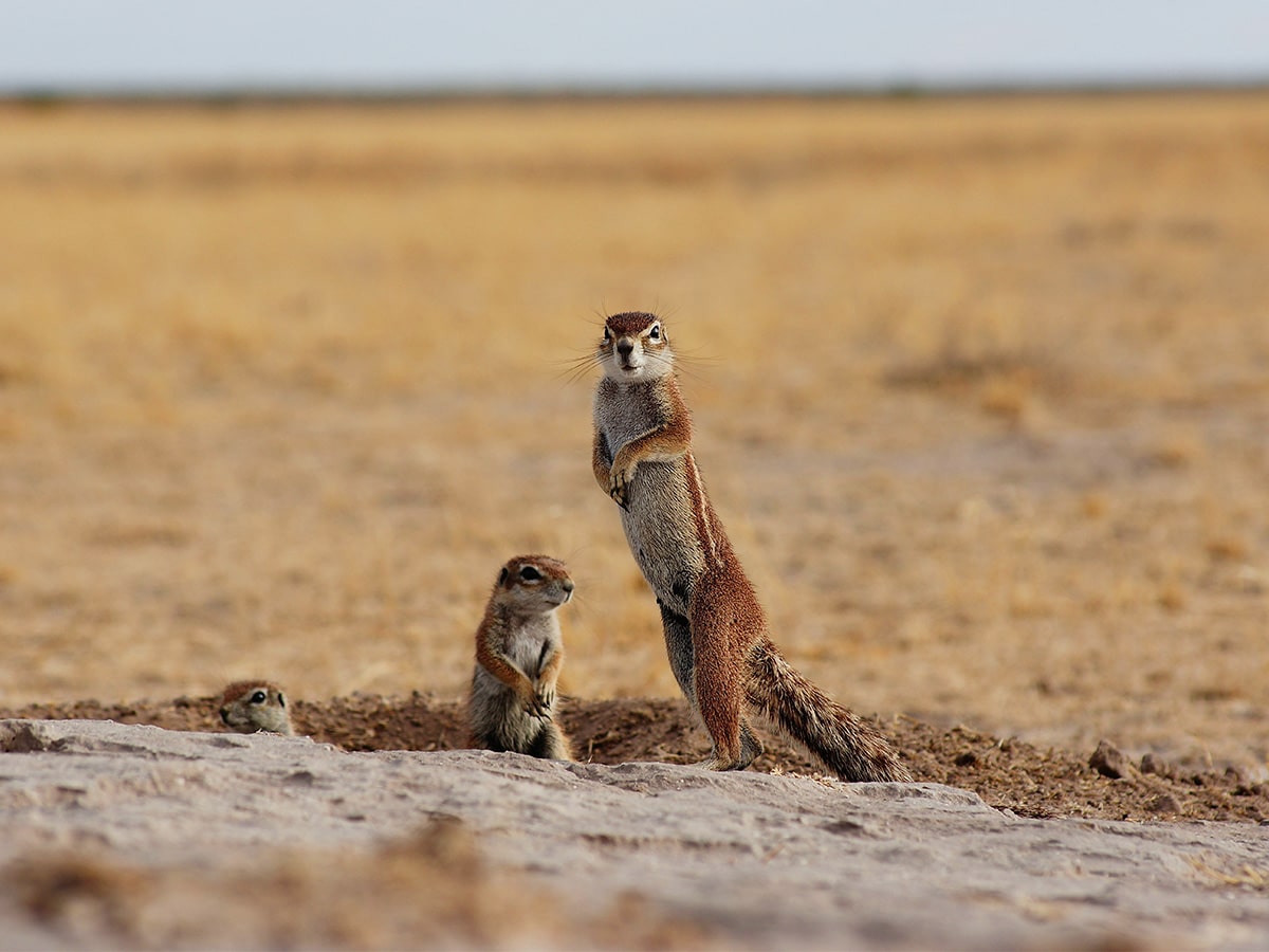 Squirrel Botswana