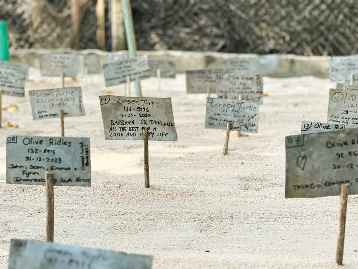 Turtle Lables in Sand Sri Lanka