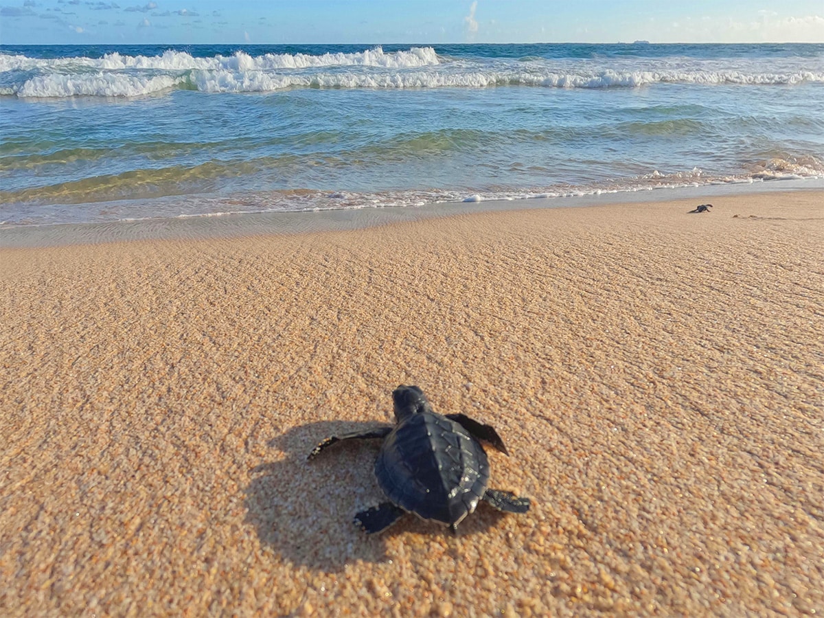 Turtle in Sea Sri Lanka