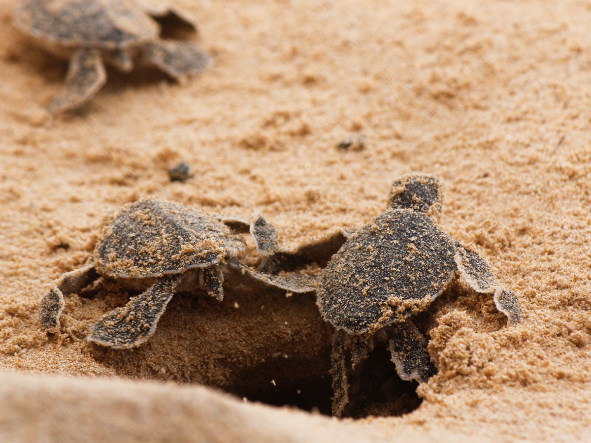 Turtles in Sand Sri Lanka