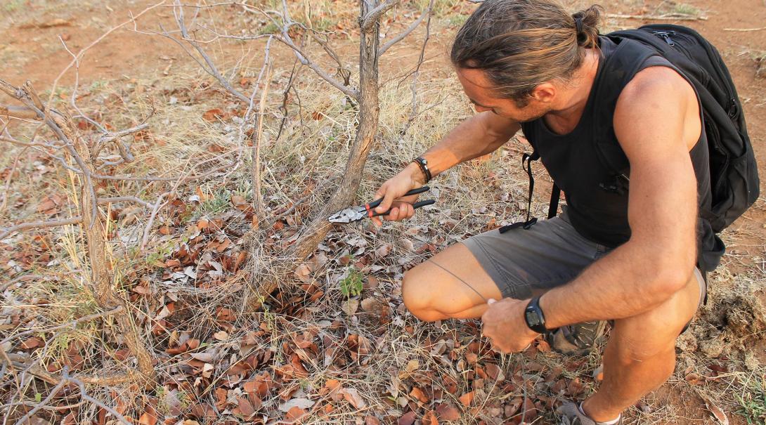 A volunteer removing snares in Botswana