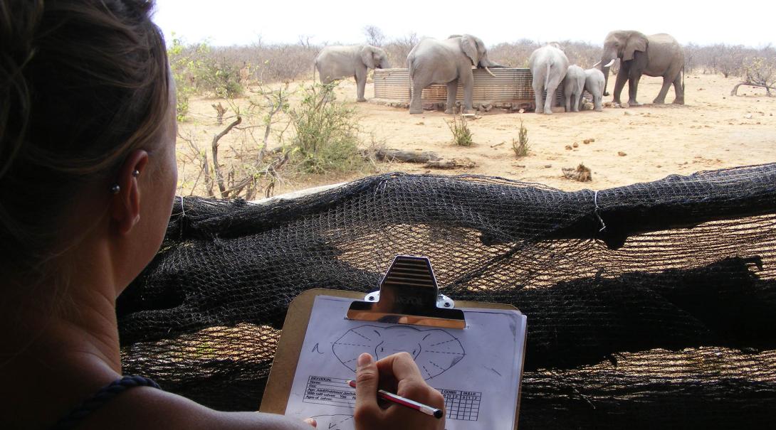 A volunteer conducting an elephant survey in Botswana
