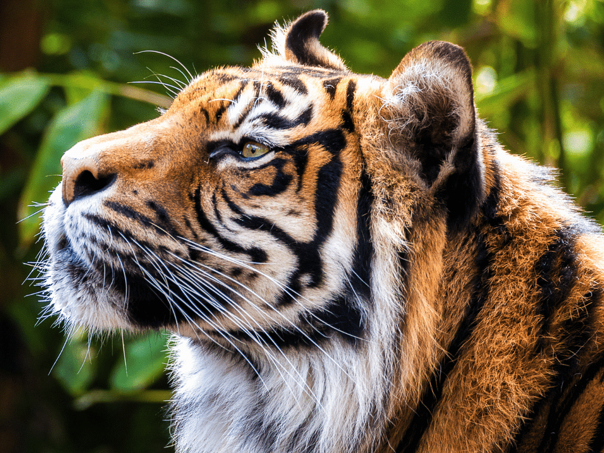 Cambodia - Wildlife Centre - Tiger Rehabilitation
