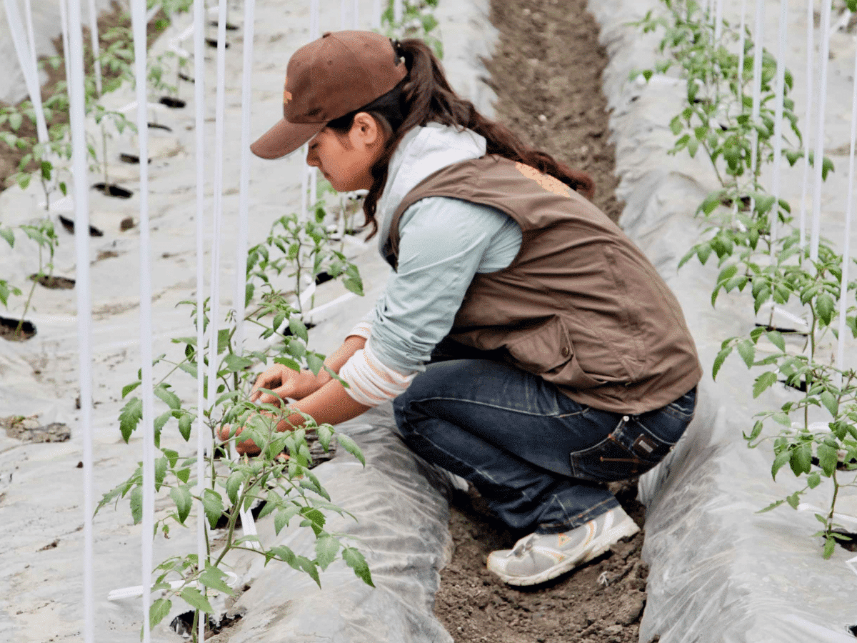 Ghana – Volunteer planting