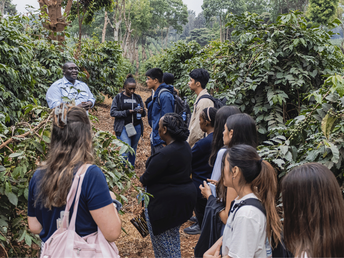 Kenya - Coffee Farming tour