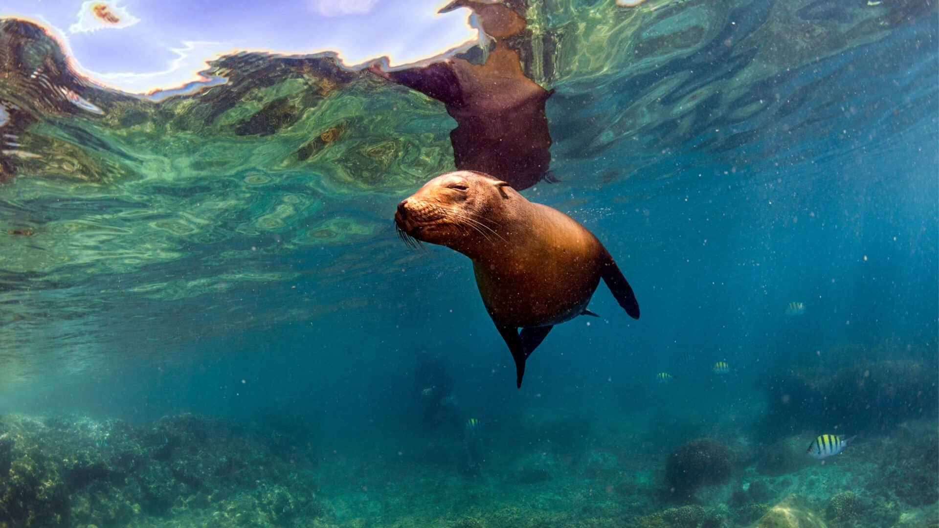 Sea Lion Underwater