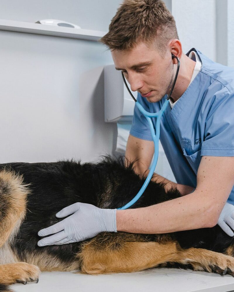 Veterinary Medicine