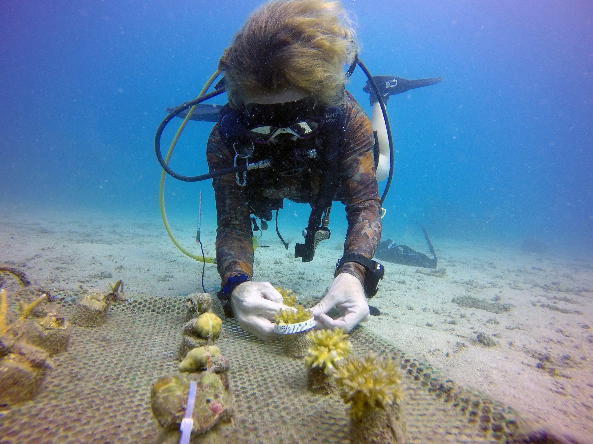 A Marine Conservation volunteer maintains the coral reef in Thailand
