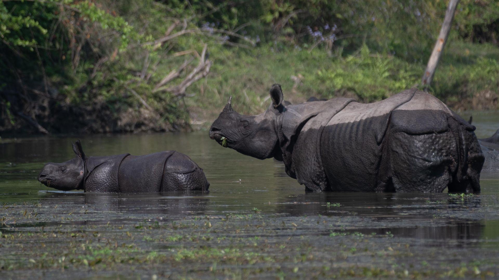 Two greater one-horned rhinos bask in the water of a lake in Nepal, photographed by a Projects Abroad volunteer