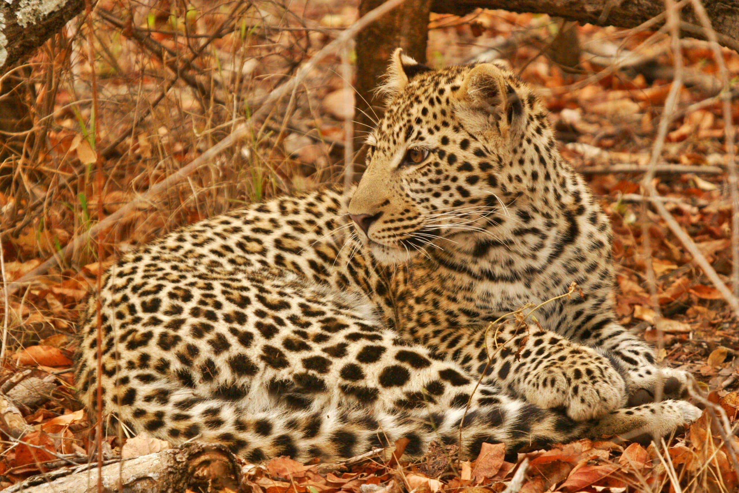A leopard at a wildlife reserve in Botswana