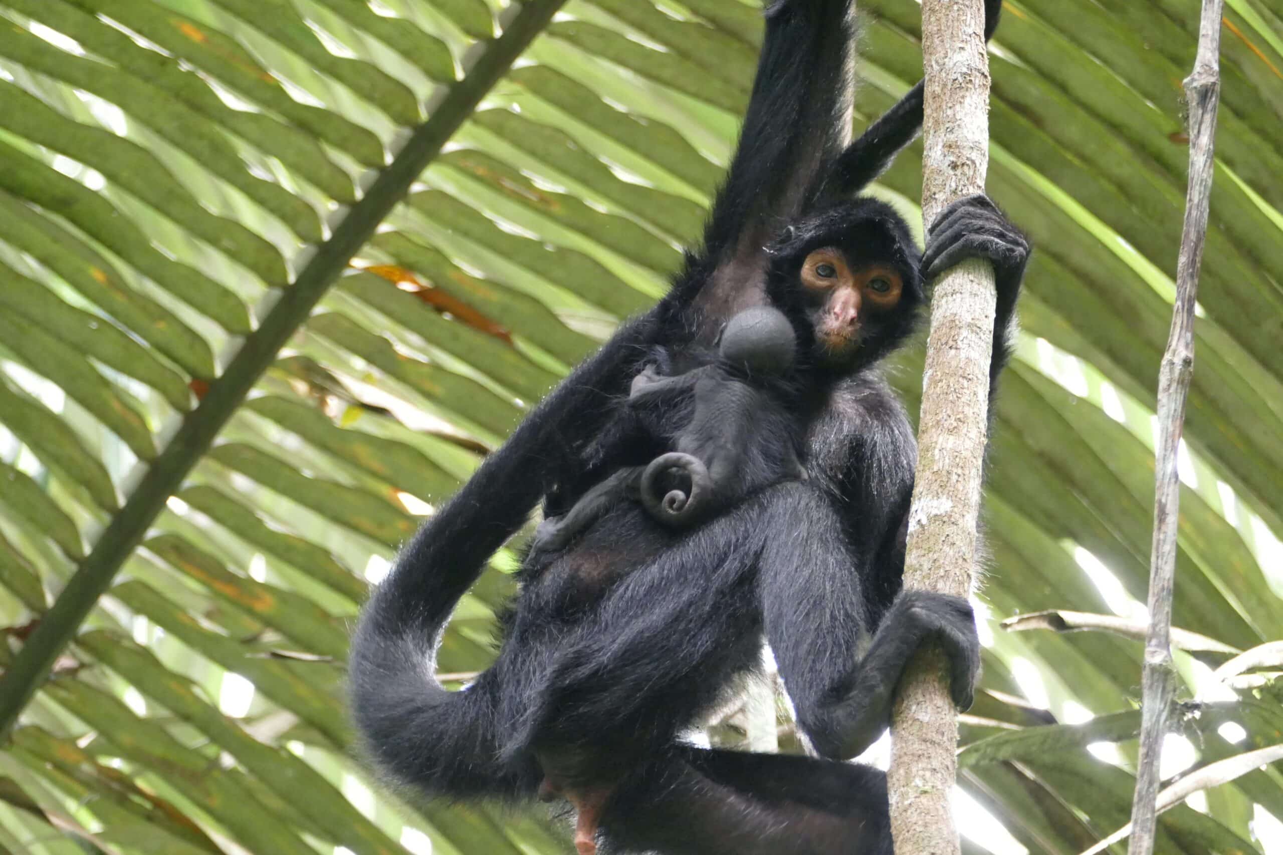 A newly released Peruvian spider monkey with her newborn baby in the Amazon Rainforest