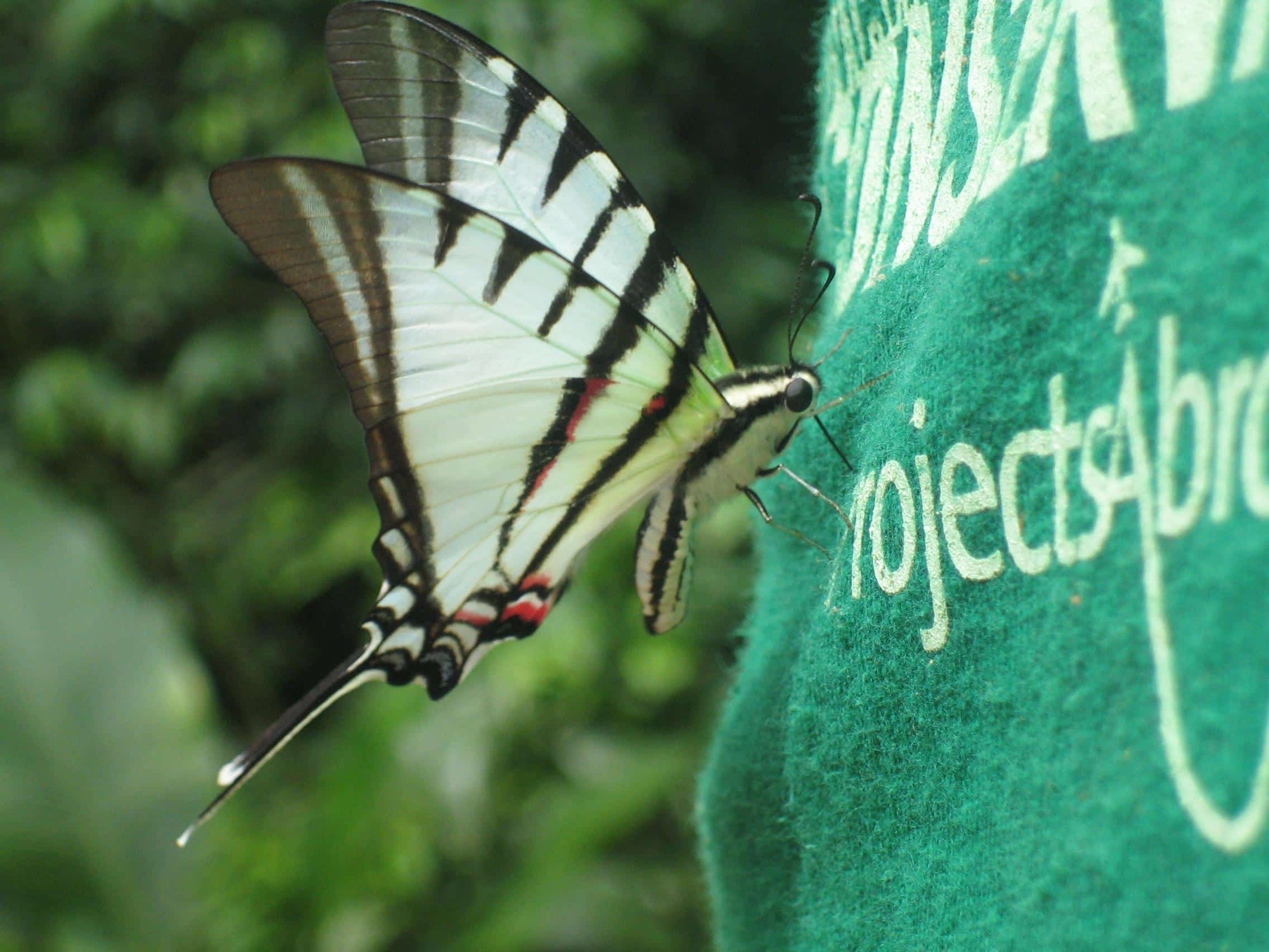 A butterfly lands on the back of a Conservation volunteer in Peru