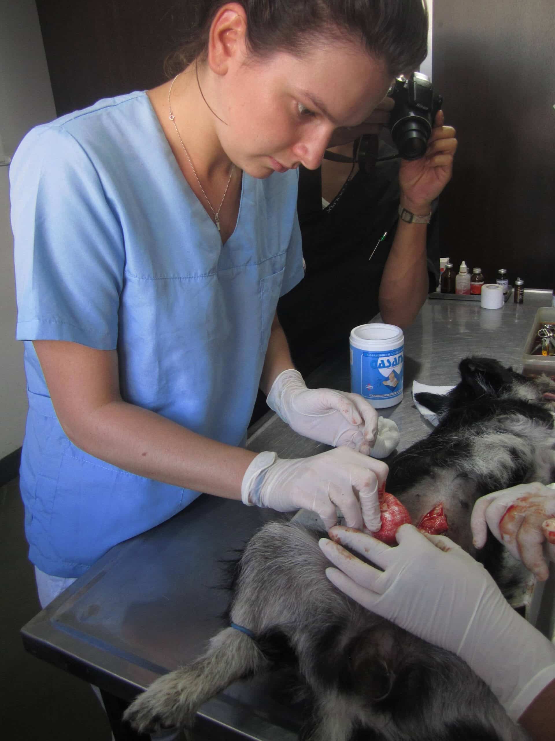 Veterinary intern in Argentina assist vets during a routine operation.