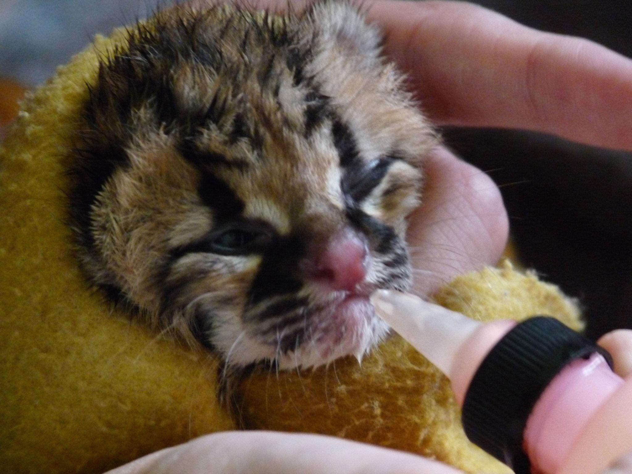 Conservation volunteers assist with the protection of wildlife during the Projects Abroad Conservation work in the Amazon Rainforest.