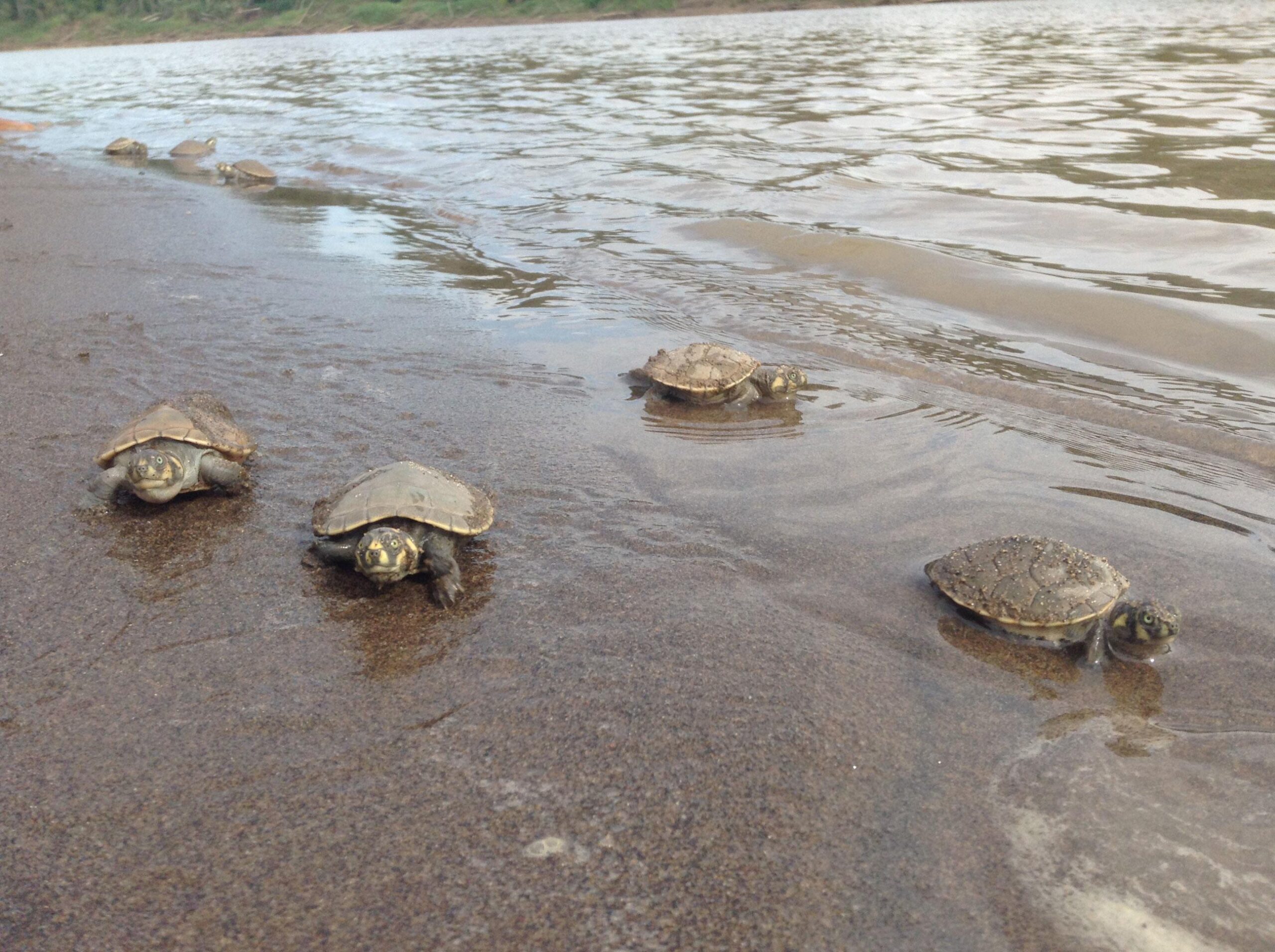 Projects Abroad volunteers release turtles into the ocean as part of their Amazon Rainforest Conservation Project.