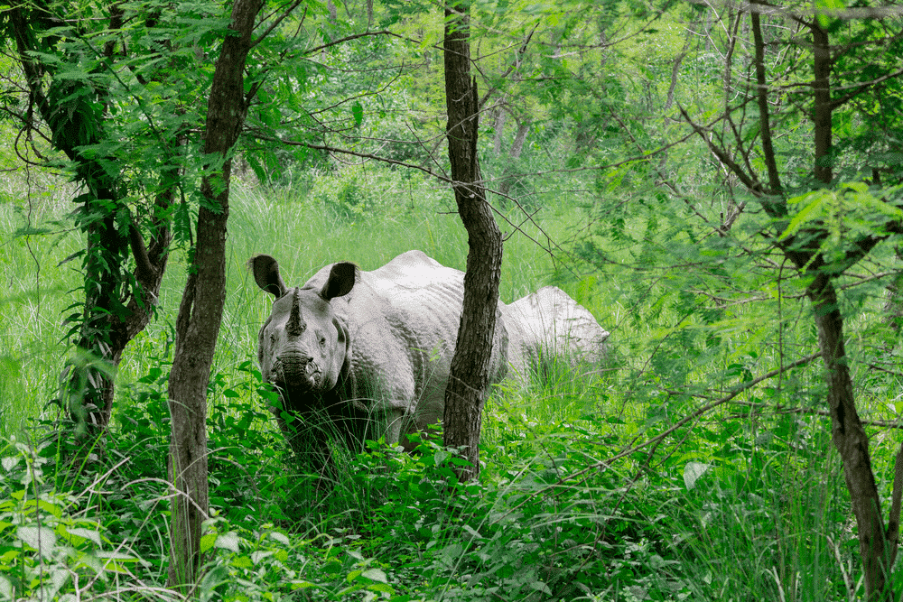 Greater one-horned rhino in Nepal