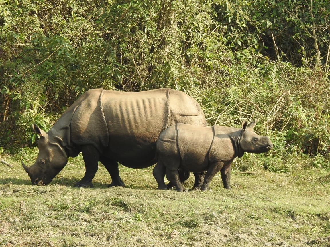 Rhinos in Chitwan National Park