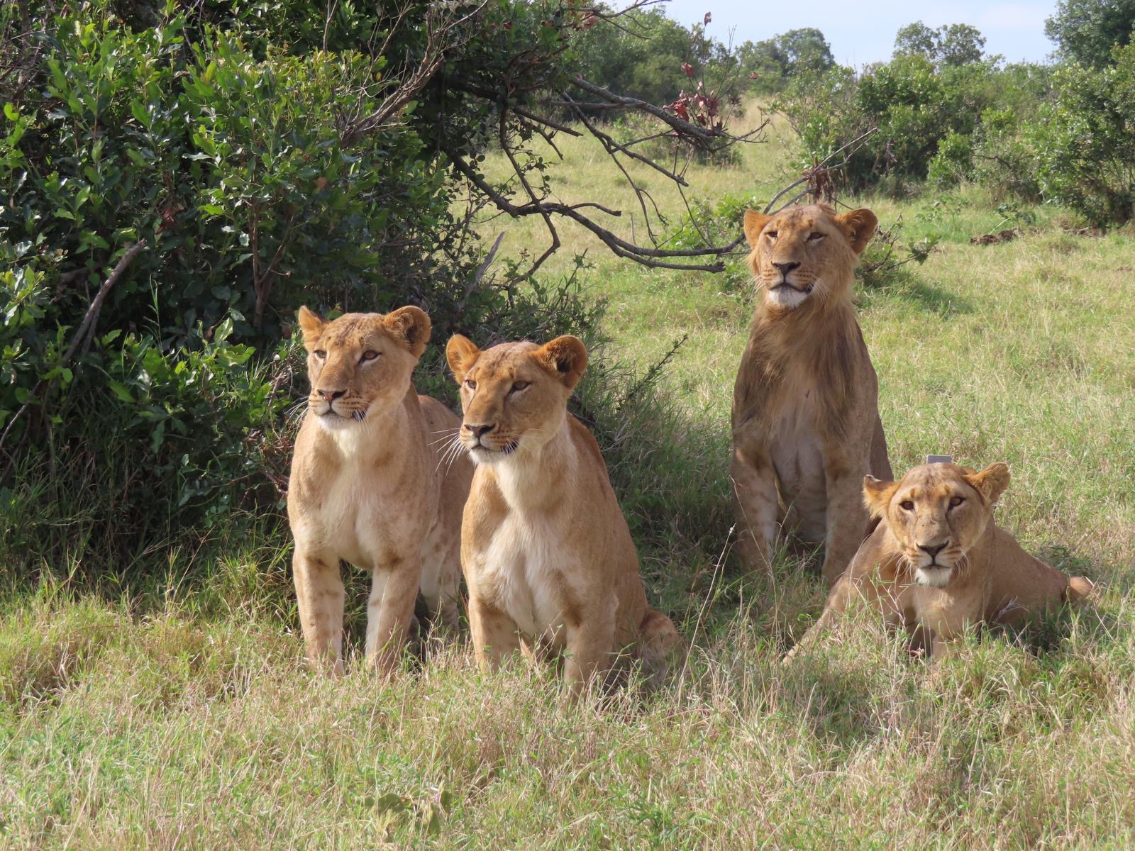 Study the behaviour of animals such as lions