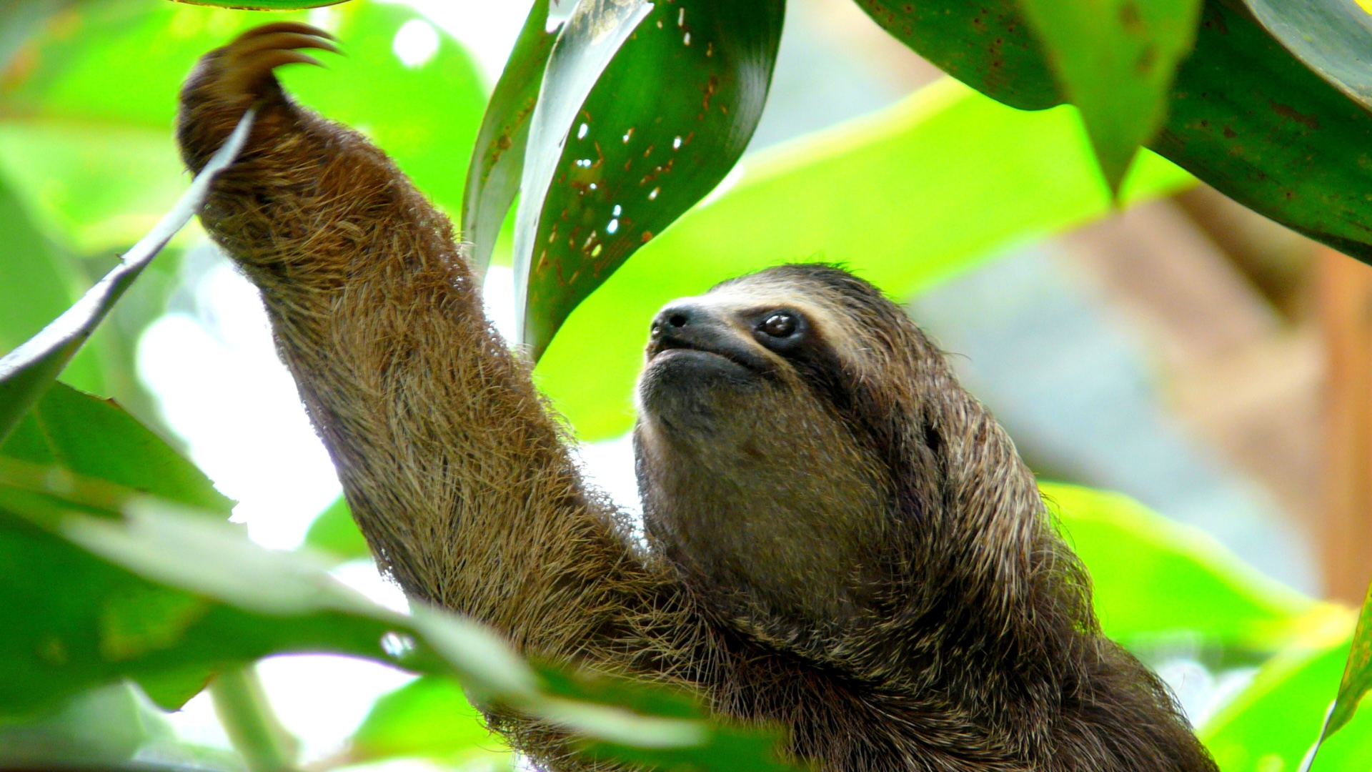 Observe the wildlife residing in the rainforest